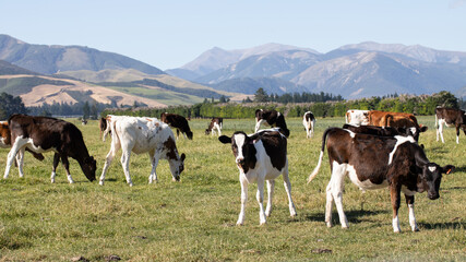Calves graze in an open field in New Zealand. Livestock.