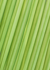 Close up imsage of green palm leaf background