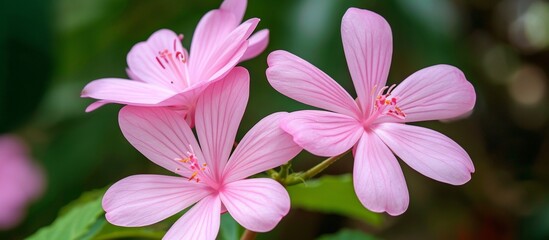 Exquisite Five-Lobed Pink Flowers of Weigel Florida: Stunning Blossoms in Five-Lobed Glory