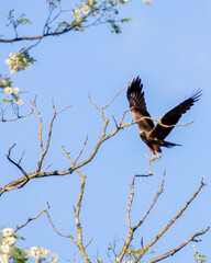 Envole du Milan Noir