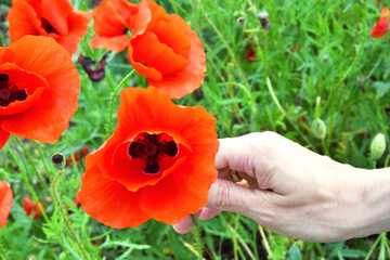 close up of a red poppy flower in field