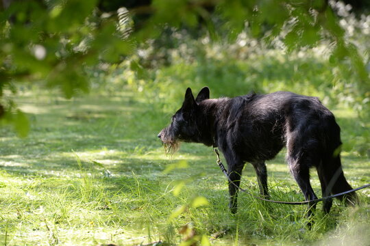 Seniorhund. Alter Schnauzer Mix im sommerlichen Wald