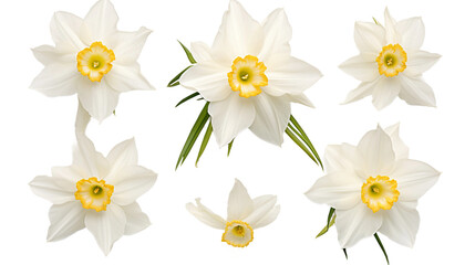 Captivate your audience with the sheer beauty of these isolated daffodil elements. Ideal for transparent backgrounds, these floral cut-outs are a must-have for designers working on perfume