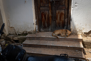 Dog a sleep in the shade on steps in front of a doorway