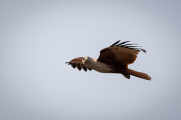 Brahminy kite in flight