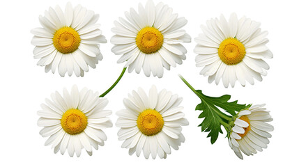 Exquisite Floral Set: Daisy Blooms, Transparent Background - Perfect for Perfume and Essential Oil Concepts, Garden Design - Flat Lay, PNG 3D Digital Art - obrazy, fototapety, plakaty