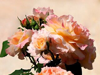 Closeup of pink rose flowers in a french garden on the pink background