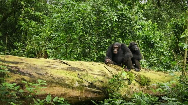 Common or Robust Chimpanzee - Pan troglodytes also chimp, great ape native to the forest and savannah of tropical Africa, pair of humans closest living relative in the rainforest of Uganda in rain.