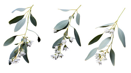 Elegant Eucalyptus Collection: Stunning Plants, Isolated on Transparent Background, Perfect for Perfume and Garden Designs - 3D Digital Art Set