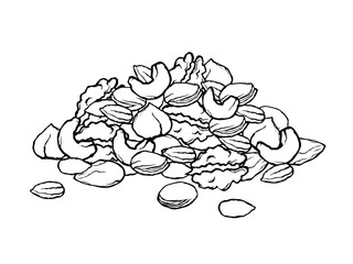 Vector illustration of mixed nuts