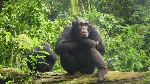 Common or Robust Chimpanzee - Pan troglodytes also chimp, great ape native to the forest and savannah of tropical Africa, pair of humans closest living relative in the rainforest of Uganda in rain.