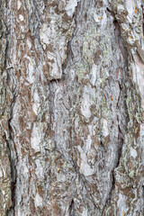 Fototapeta premium Detail of Austrian pine or black pine bark. Pinus nigra.