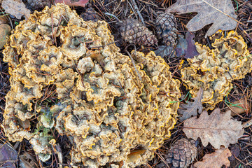 Stereum hirsutum. Hairy stereo fungi in oak and pine forest.