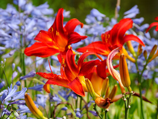 Red orange daylily (hemerocallis) with the stamens and blue agapanthus near a pond in a french garden