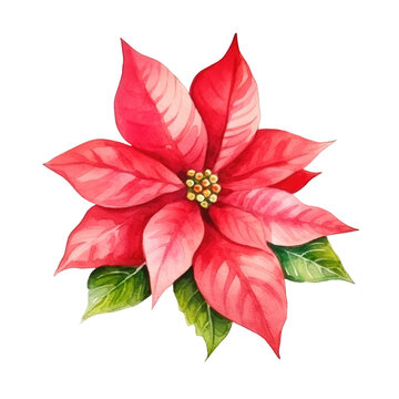 Watercolor Christmas poinsettia flower on transparent background