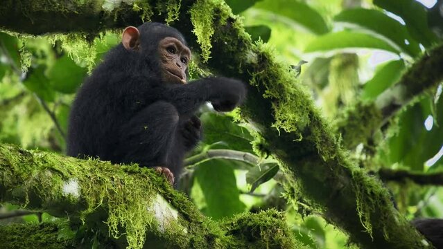 Common or Robust Chimpanzee - Pan troglodytes also chimp, young baby of great ape native to the forest and savannah of tropical Africa eating fruit on the high branch in the rainforest of Uganda.