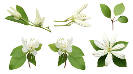 Top View Garden Elegance – Honeysuckle Plants in Transparent Isolation – Digital Art Collection for Perfume and Essential Oil Designs - obrazy, fototapety, plakaty