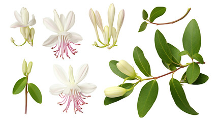 Top View Garden Elegance – Honeysuckle Plants in Transparent Isolation – Digital Art Collection for Perfume and Essential Oil Designs