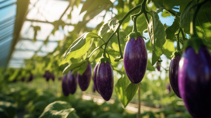 Growing organic eggplants in a greenhouse on the farm. Healthy vegetables concept. Generative AI