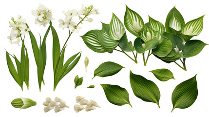 Beautiful Hosta Collection: Digital Art 3D Renderings of Plants and Garden Design Elements, Isolated on Transparent Background for Perfume and Essential Oil Projects.