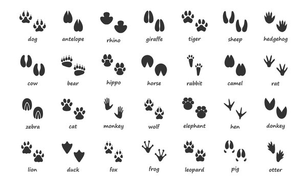 A set of footprints of domestic and wild animals. Vector illustration.