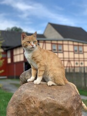cat on the roof