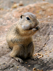 Naklejka na ściany i meble European ground squirrel or European souslik (Spermophilus citellus) eating pellets sitting on the ground