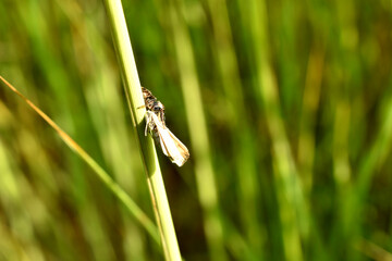 The jumping spider caught the moth.
