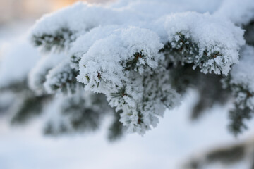 Closeup photo of spruce tree branch covered with hoarfrost after very cold night