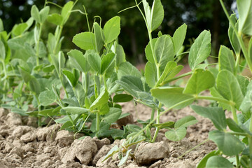 A garden bed with a pea plant.