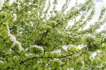 apple blossom in early summer closeup flowers
