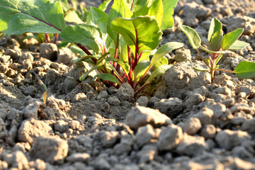 A garden bed with a beet plant.
