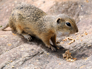 European ground squirrel or European souslik (Spermophilus citellus) on rock