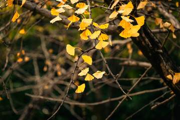 yellow leaf in the forest