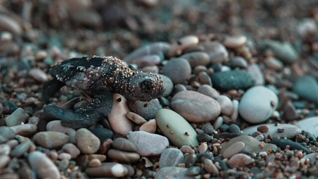 A newly hatched from an egg rare red-listed sea turtle Caretta Caretta crawls to the sea from its nest