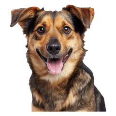Studio portrait of smiling mixed breed rescue dog sitting