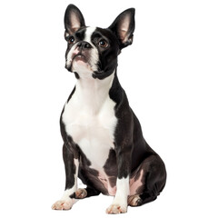 studio portrait of Boston terrier dog sitting and looking forward