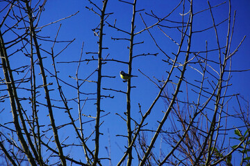 Blaumaise auf einem Ast