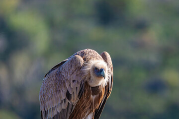 portrait of a vulture close up