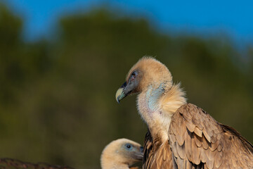 portrait of a vulture close up