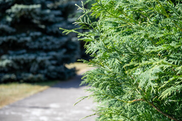 A part of the park with trees and a paved pedestrian path in the middle