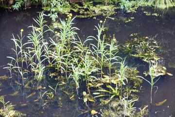 
Green water grass with yellow flowers in a water break
