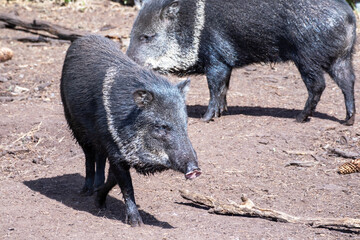 
Pigs walk around the pen on a sunny day