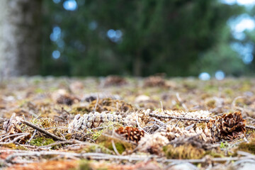 
Brown woodpeckers fell in the grass and on the moss
