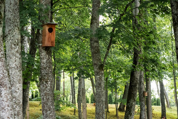 
A tree-lined alley with a bird feeder on a tree