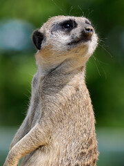 Portrait of meerkat or suricate (Suricata) turning its head, this a genus animal of mongoose that is endemic to Africa 