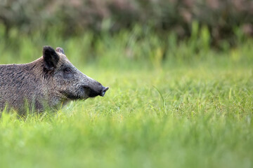 wild boar in the forest a portrait