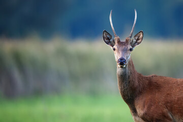 Young red deer in the forest a portraits