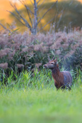 Red deer in the forest