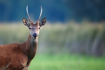 Young red deer in the forest a portrait
